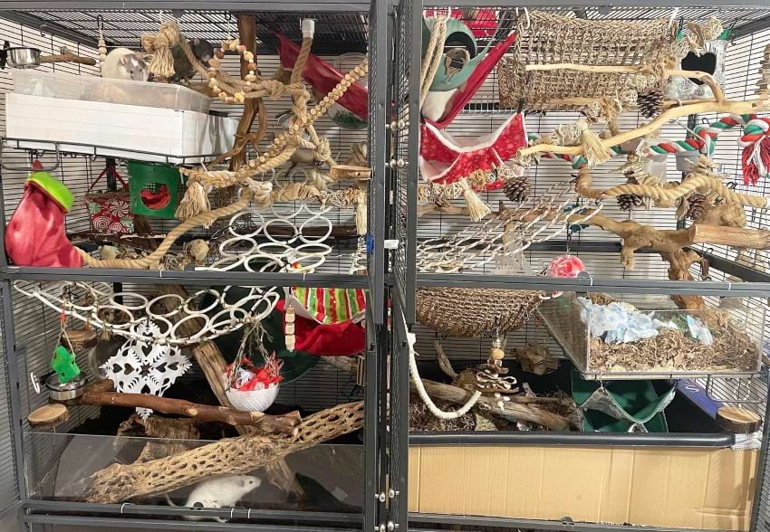 Rat cage setup by Hannah Mathews
