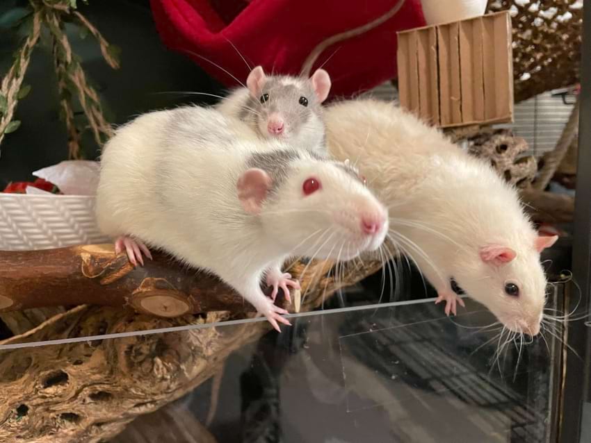 Rats coming when called