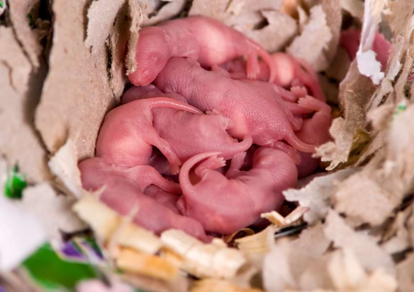 Baby rats