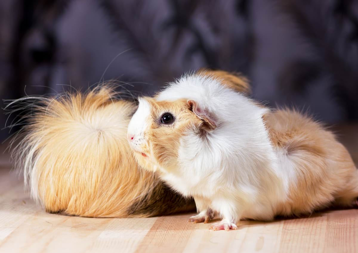 Guinea pigs barbering