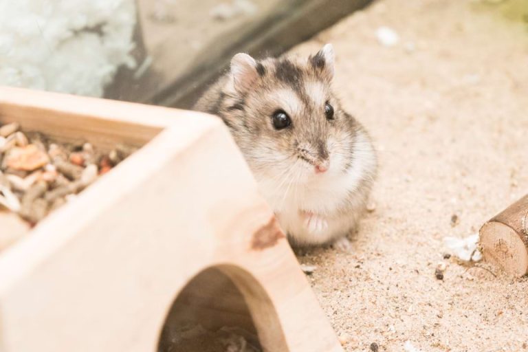 Pet Hamster Lifespan & ‘Hamster Years to Human Years’ Chart