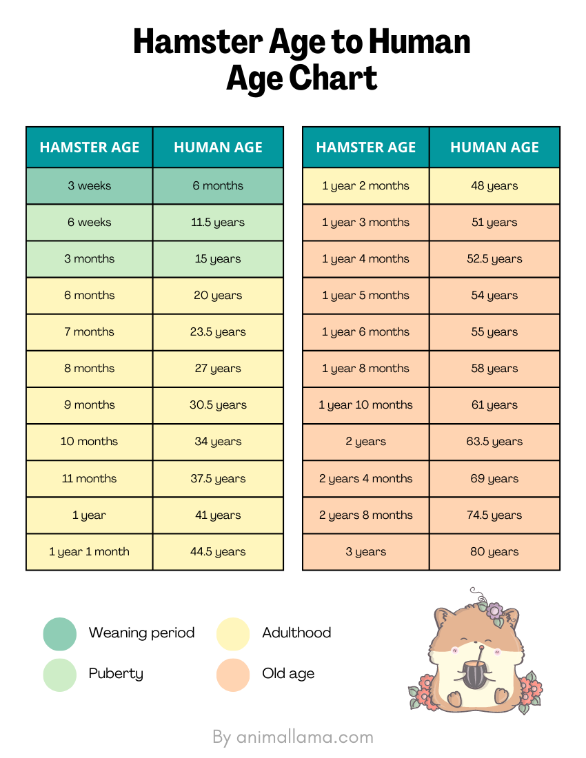 Hamster Age Calculator