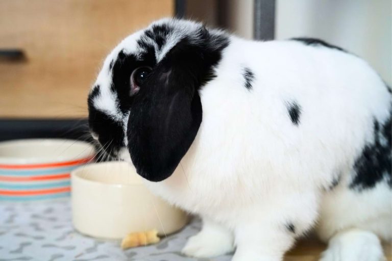 How long can rabbits go without food and water