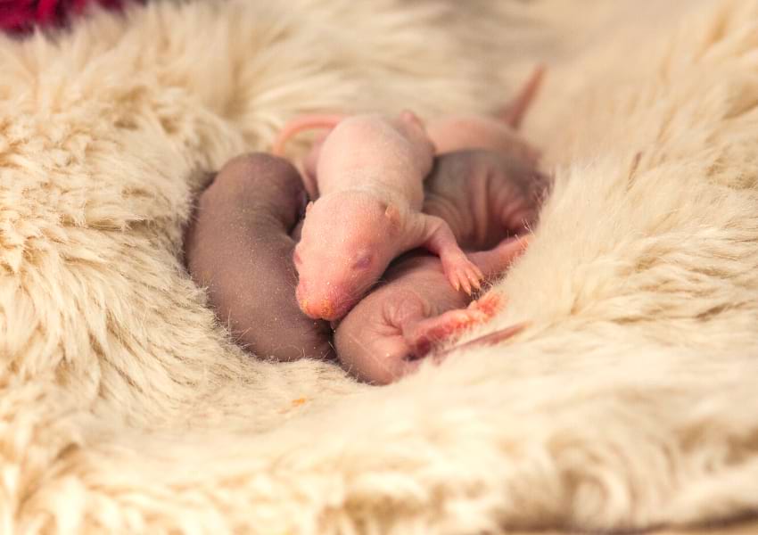 Keeping newborn abandoned rats warm