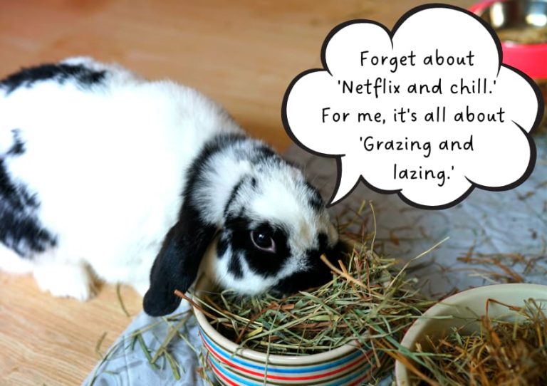 How Long Can Rabbits Go Without Food & Water? Animallama