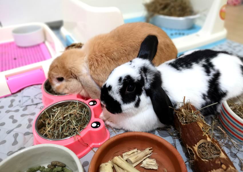 rabbits resting and eating