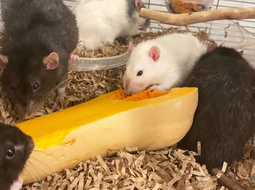 Rats eating together