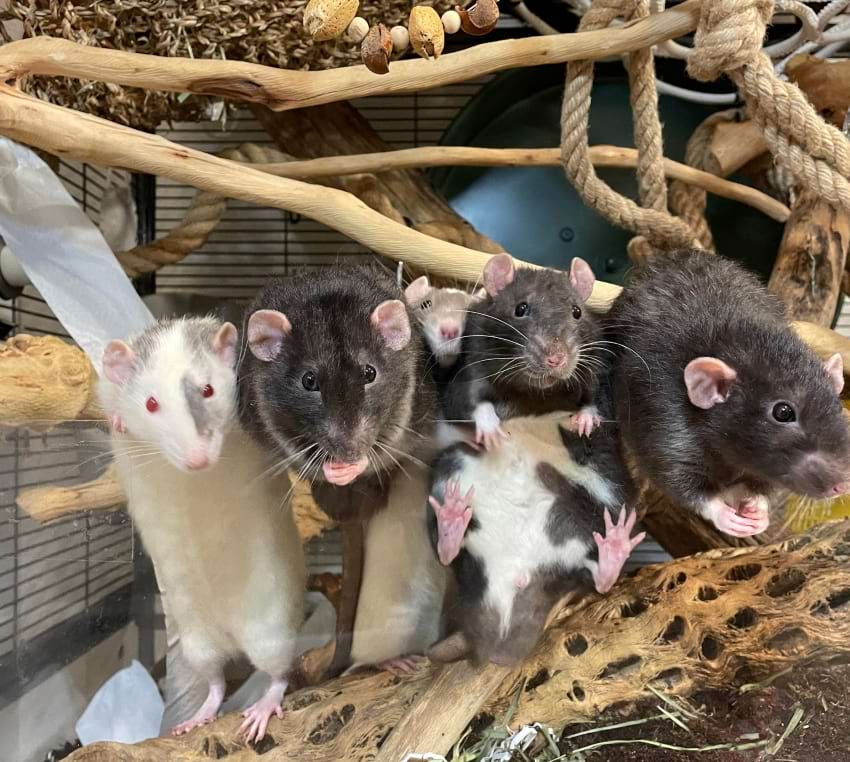 Woods for mice and rats