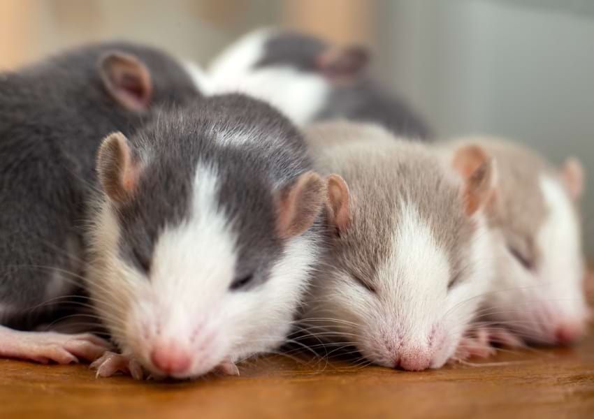 Sexing pet rats
