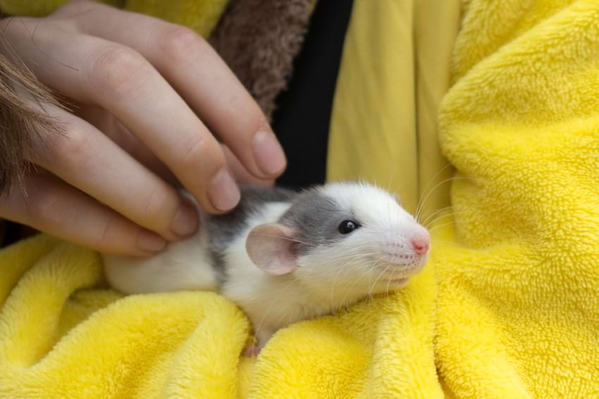 Young pet rat