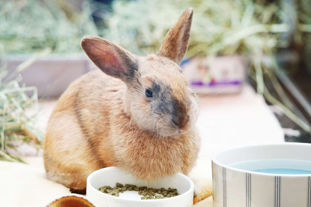 best rabbit food