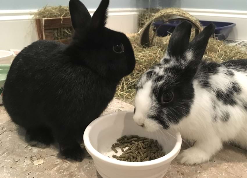 Rabbits eating pellets