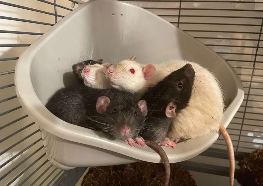 Rats in a litter box