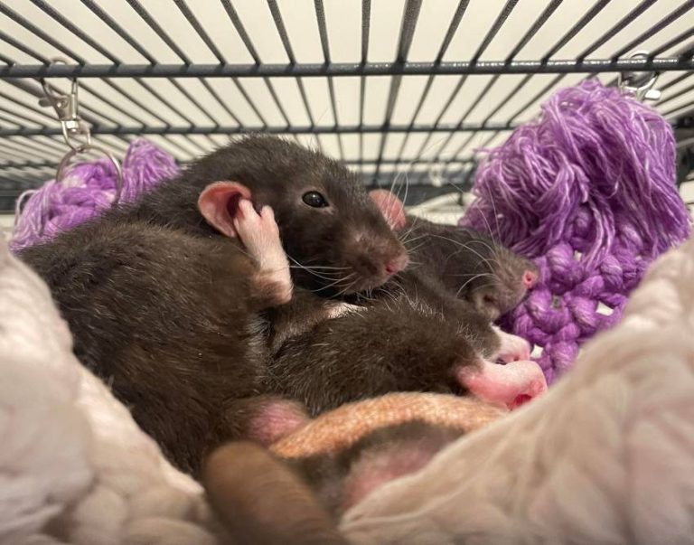 700+ Cute Pet Rat Names Famous & Disney Rats, Pair Names, Black