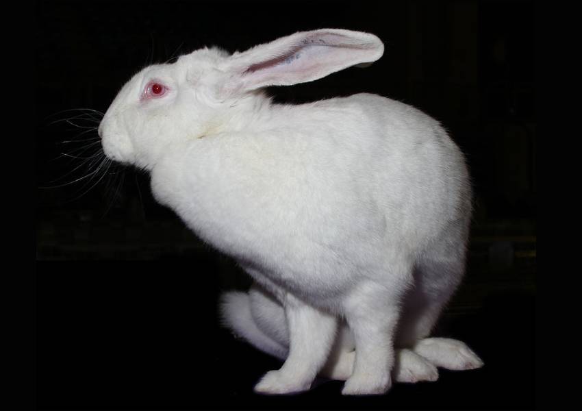 Blanc de Bouscat rabbit