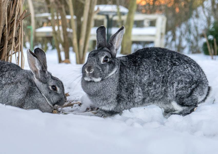 Giant Chinchilla rabbits