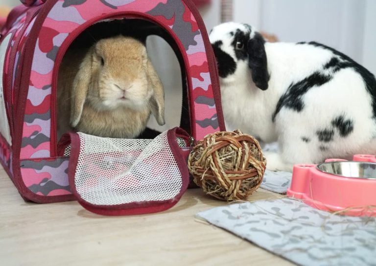 The Cost of Owning a Rabbit: A Comprehensive Breakdown