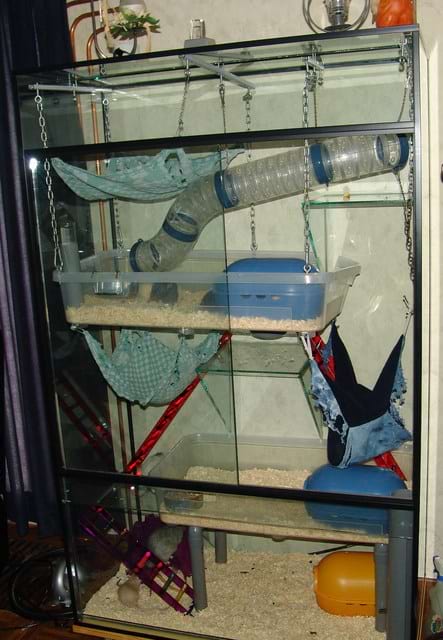 Example of a bad DIY rat cage
