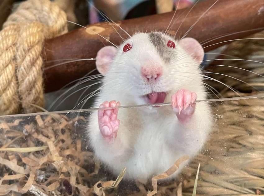 Dumbo rats live 2-3 years