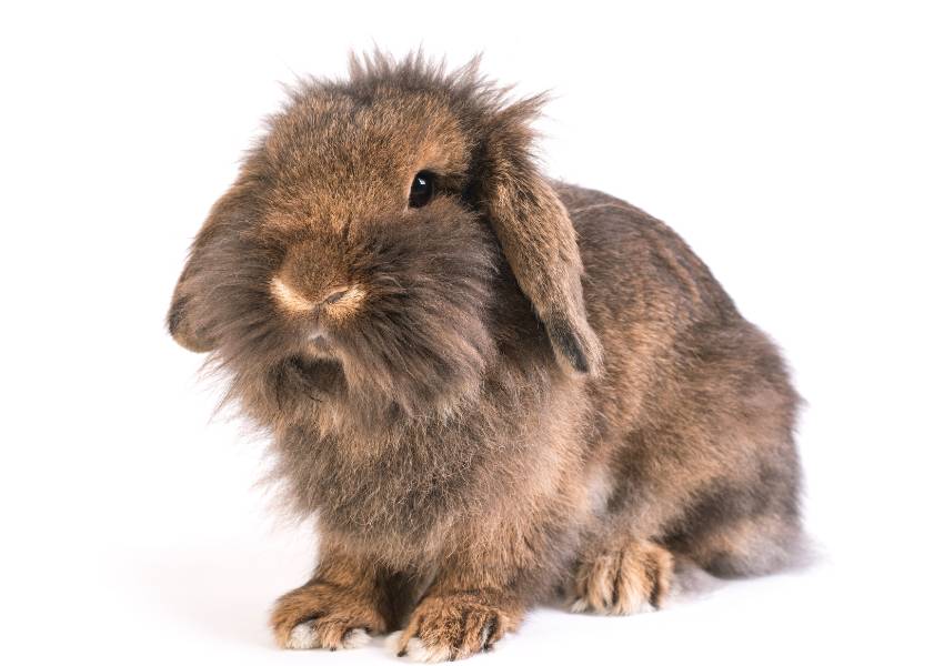 French Lop rabbit