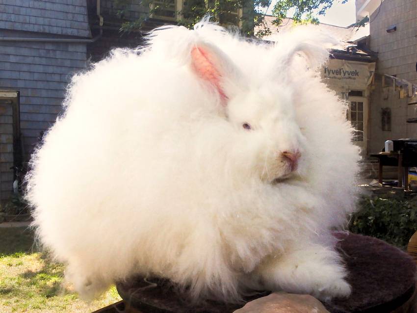 Giant Angora large rabbit breed