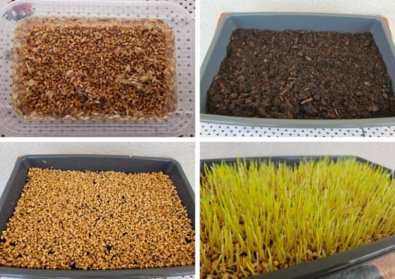 Illustration of Deciduous Plant Material For Guinea Pigs