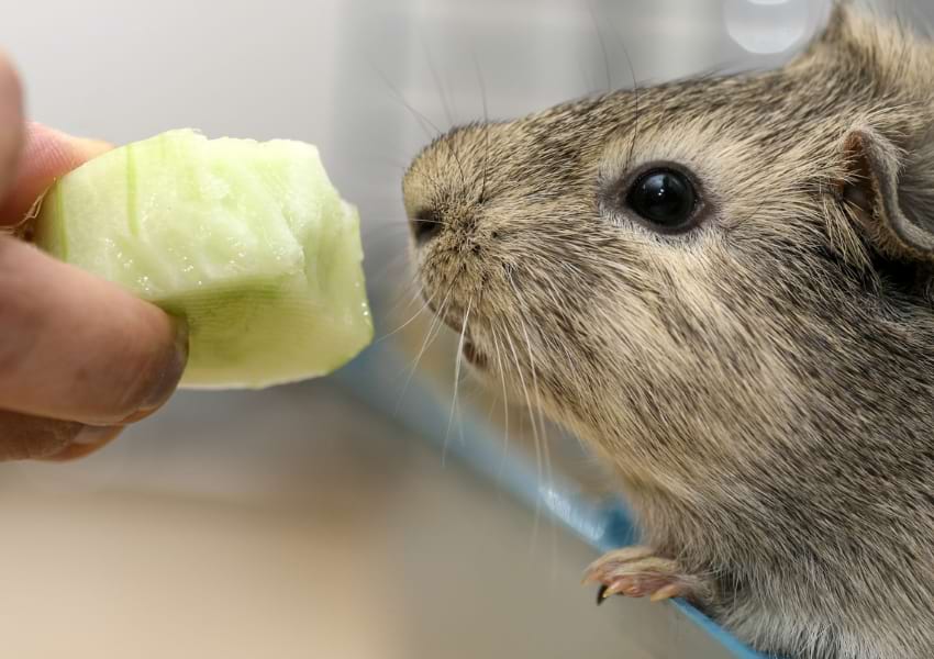 Guinea pig eating cucumber