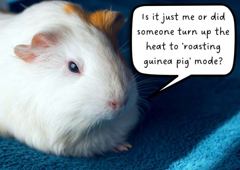 How to Keep Guinea Pigs Cool in Summer 12 Cavy Cooling Tips