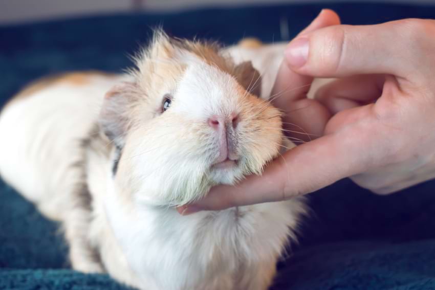 Guinea pig purring while being pet