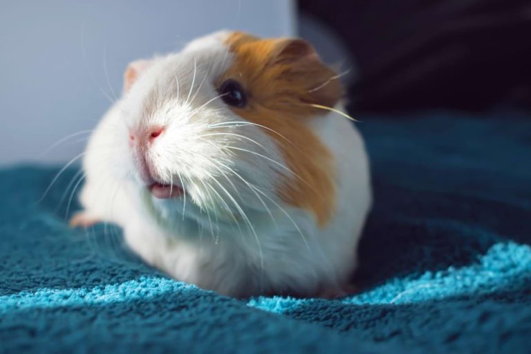 What Does It Mean When Guinea Pigs Purr?