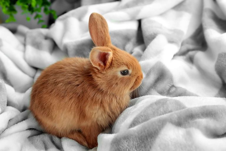 How Cold Can Rabbits Tolerate? And How to Keep Them Warm in Winter?