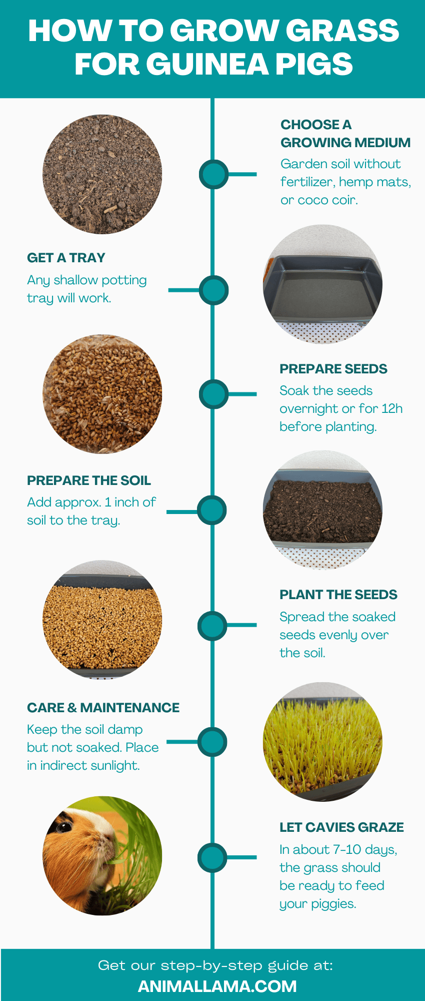 How to grow grass for guinea pigs step-by-step infographic