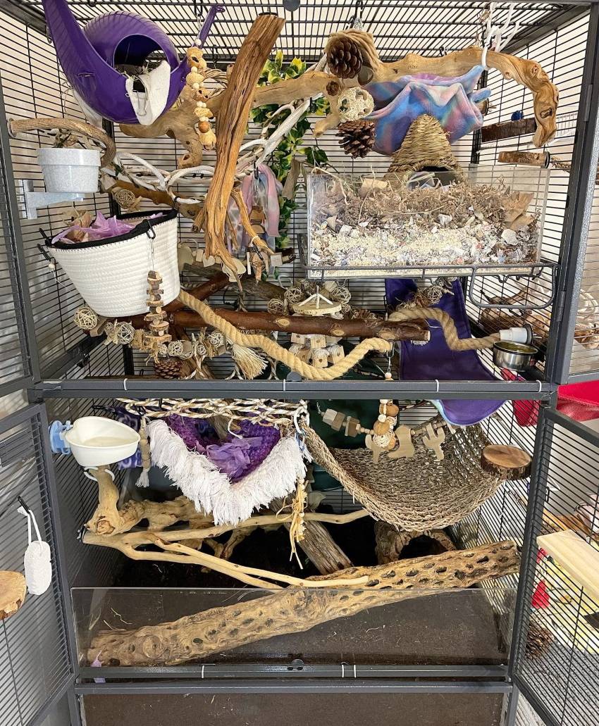 Rat discount cage designs