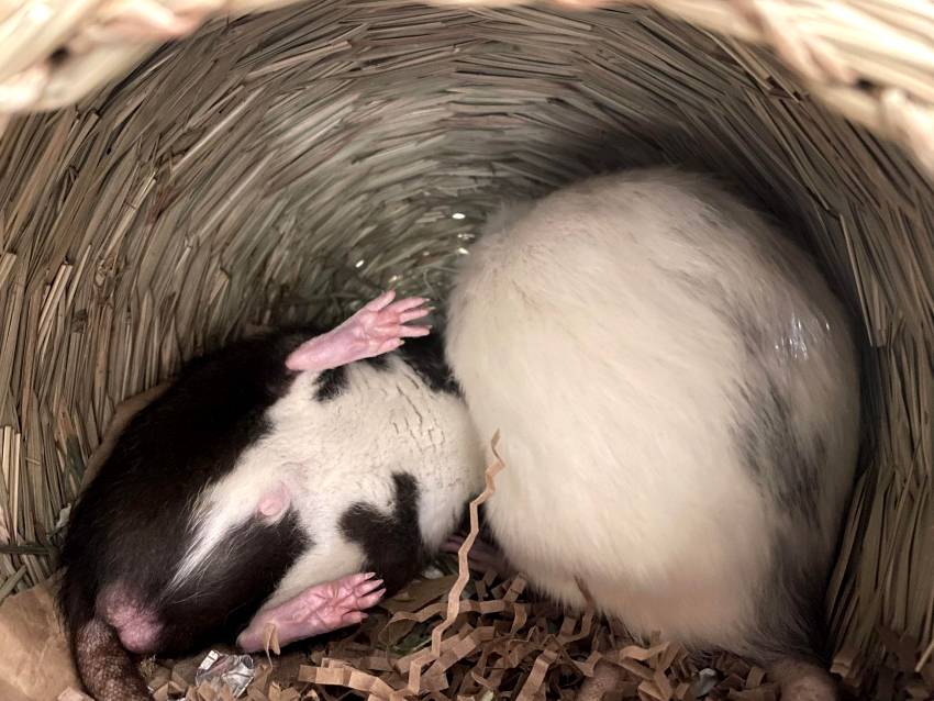 Rats playing