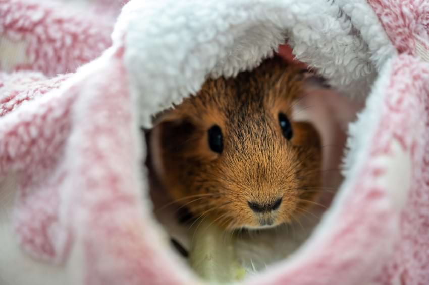 Pick your guinea pigs up using a cuddle cup