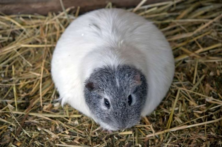 View of Guinea Pig Gestation: A Guide to Pregnancy & Post-Natal Care