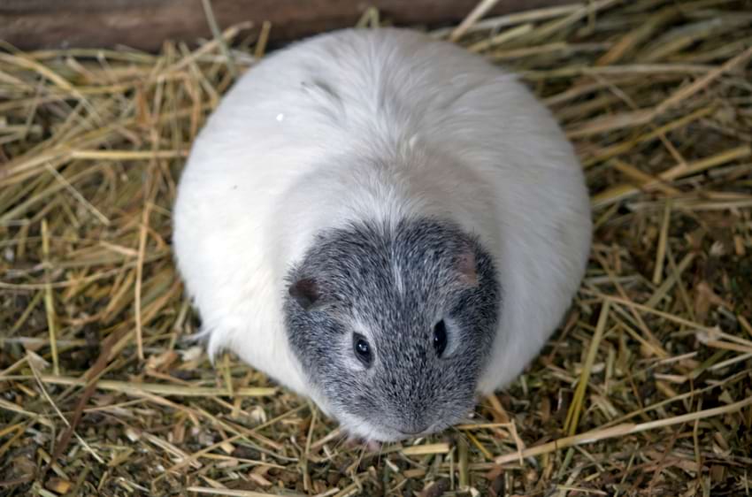 Pregnant guinea pig weight