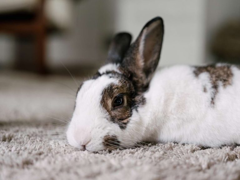 Is Your Rabbit Dying? 12 Signs Your Bun Might Be Nearing the End