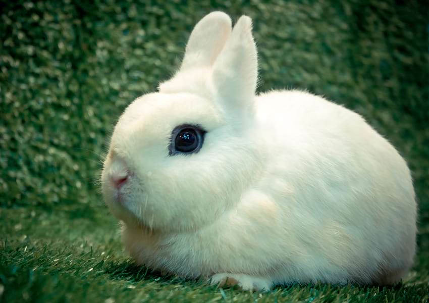 Dwarf Hotot