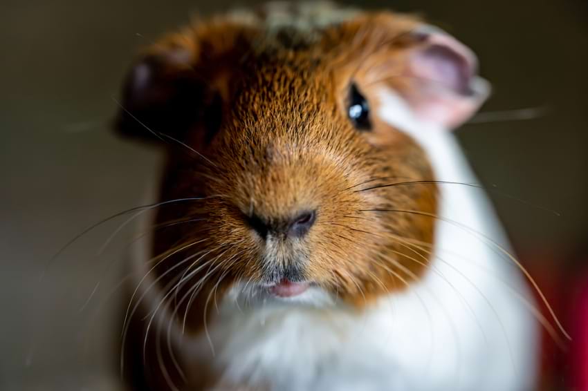 Signs of depression in guinea pigs