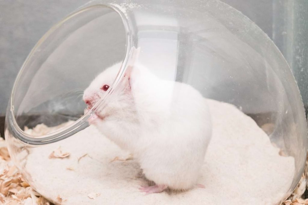 Best Sand for Hamsters Top Picks for a Safe Sand Bath Animallama