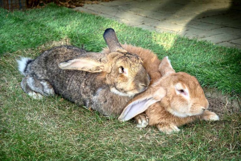13 Largest Rabbit Breeds & How to Care for Them