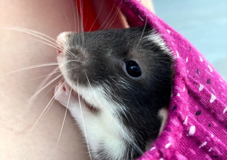 Do Rats Like to Cuddle & Be Held? How to Encourage Cuddles