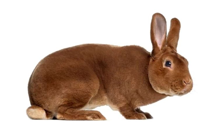 13 Largest Rabbit Breeds & How to Care for Them | Animallama