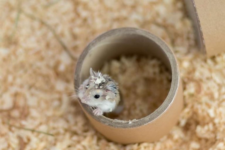 Curated visual reference: Gallery Detail: Roborovski Dwarf Hamster Essential Care Guide For Beginners