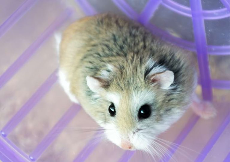 Visual Reference: Roborovski Dwarf Hamster Essential Care Guide For Beginners