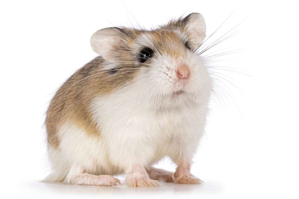 Roborovski dwarf hamster