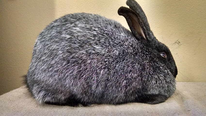Silver Fox rabbit breed