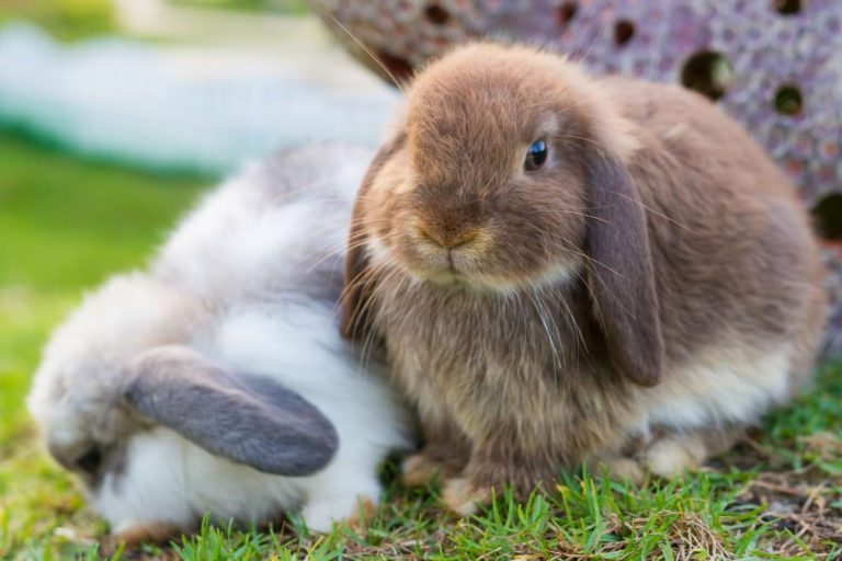Meet 10 Smallest Rabbit Breeds, Dwarfs and Non-dwarfs Included