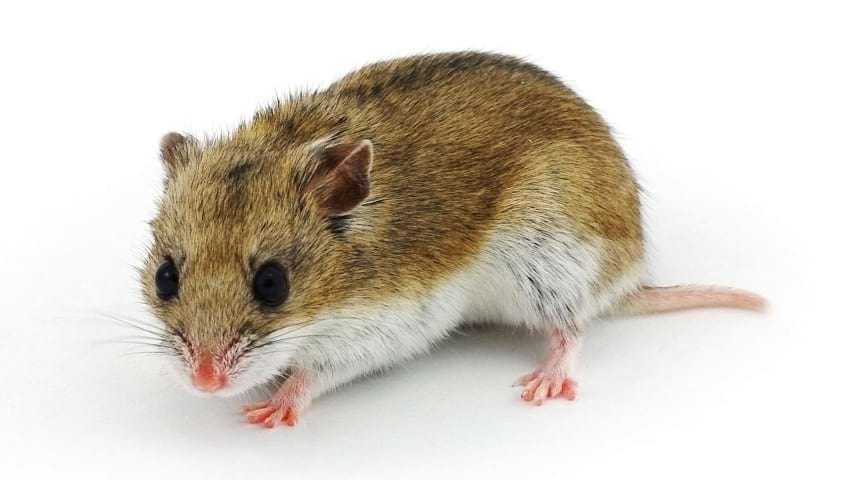 Chinese dwarf hamster appearance